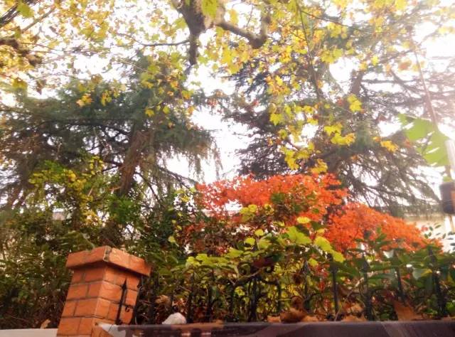 上海落叶不扫景观道,上海秋天不扫落叶的街道