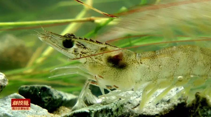 水产养殖对孔雀石绿禁用吗,孔雀石绿水产养殖