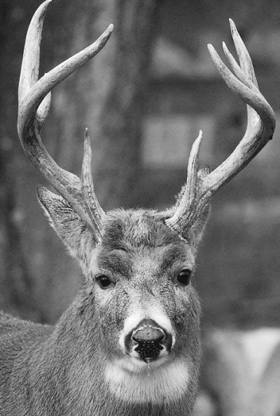 鹿常见病有哪些,鹿的几种常见疾病的防治方法