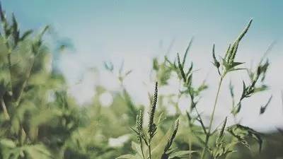 我心素已闲,我心素已闲原文