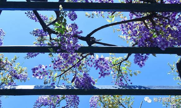 樱花旅行记全集视频,樱花季日本14天旅游攻略