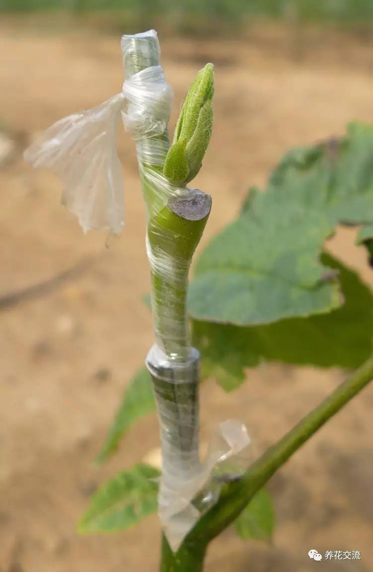 教你轻松完成果树、花木的嫁接，三种方法轻松掌握