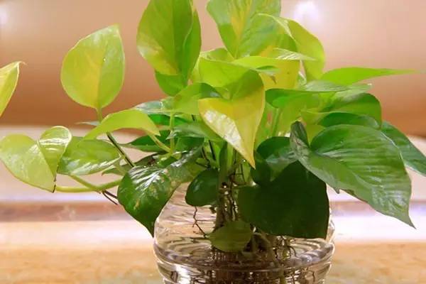 室内绿萝绿意盎然,绿萝冬季怎么养才能更旺盛