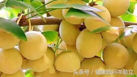 白果不宜多吃教案,白果为什么不能吃多