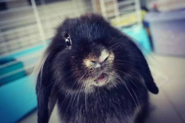 养宠物兔对人体有害吗,养宠物兔好玩吗