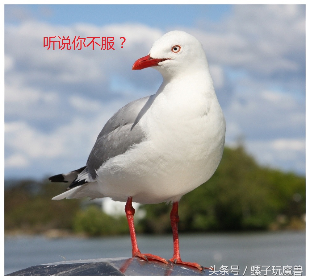 魔兽世界军团再临术士最好种族,魔兽世界军团再临有意思的任务