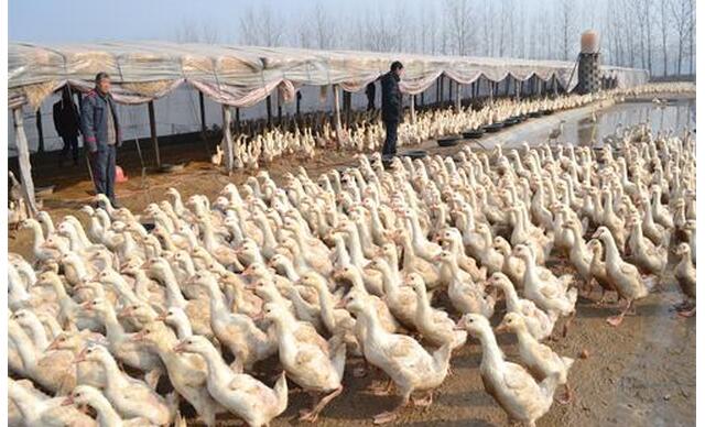 农村怎么养鹅创业挣钱,在农村养鹅需要哪些手续