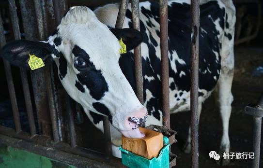 樱花旅行记全集视频,日本樱花7日游攻略大全