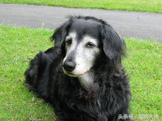 小泰迪毛色浅能变红吗,我家泰迪为什么白毛很多