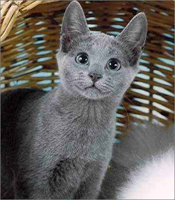 宠物蓝猫的品种及价格,宠物蓝猫视频