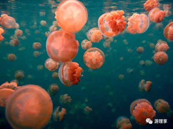 美丽的海岛帕劳风景,帕劳旅游攻略海岛