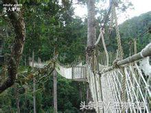 望天树的珍稀之处,望天树寓意