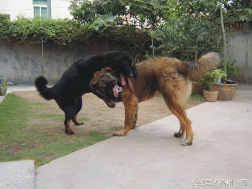 顶级原生态藏獒,盘点猛兽藏獒