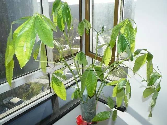 发财树一夜被冻死了还能救活吗,盆栽发财树浇水后叶子发黄怎么办