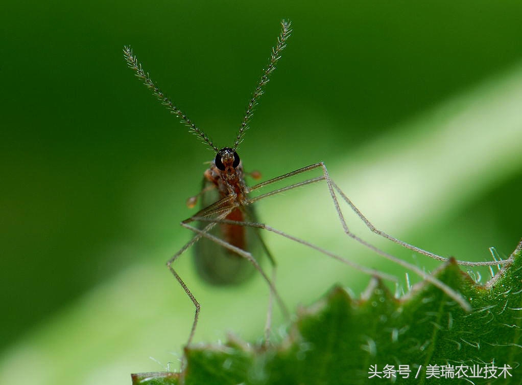 柑橘病虫害管理及营养管理ppt,柑橘花露白时应防治好哪些病虫害