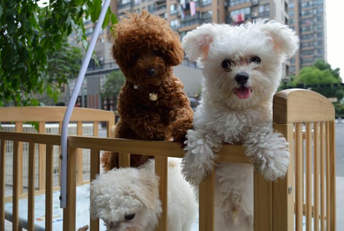 养狗前的十个忠告,养狗之前需要知道的事