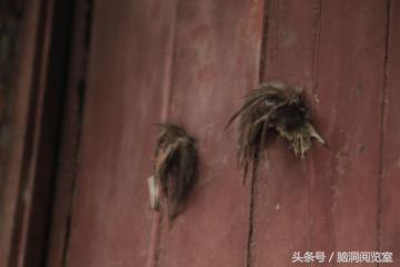 七大网红探索废弃恐怖精神病院,四川龙泉废弃精神病院