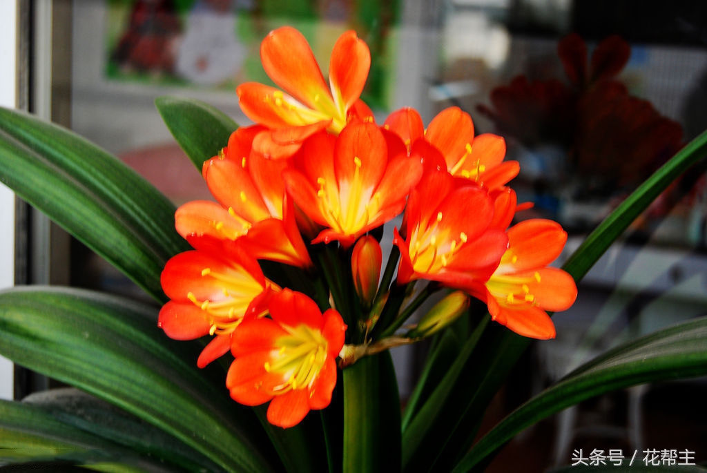 11月室内植物的养护,花花草草冬天在家里怎么过