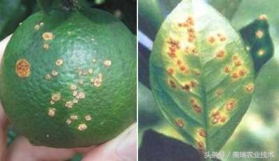 柑橘病虫害管理及营养管理ppt,柑橘花露白时应防治好哪些病虫害