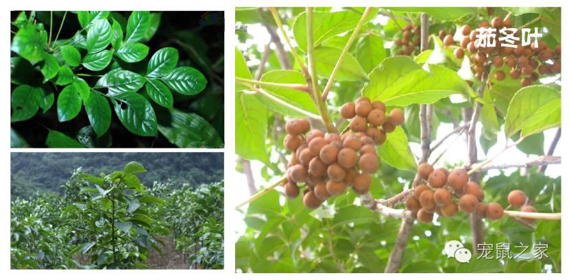 缇庨澶╀笅鍏荤敓澶у笀,缇庨澶╀笅棣欑尓