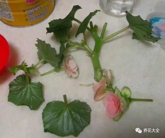 快死的花埋沙里能救活吗,快死的花