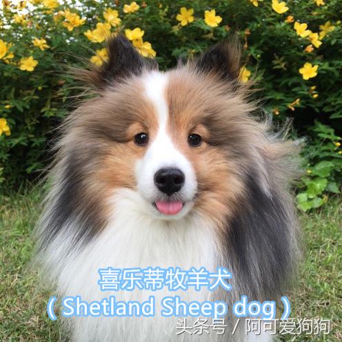 超级好看的大耳狗,短尾立耳狗