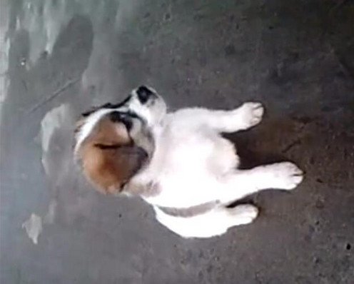 男子给小狗灌白酒,下一幕让人想说脏话!