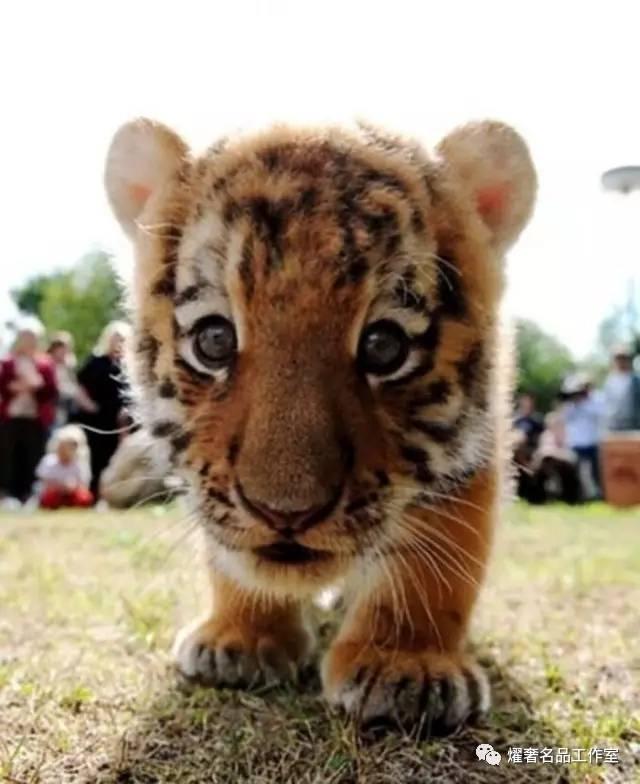 gucci古驰经典款口袋包,gucci古驰包经典款