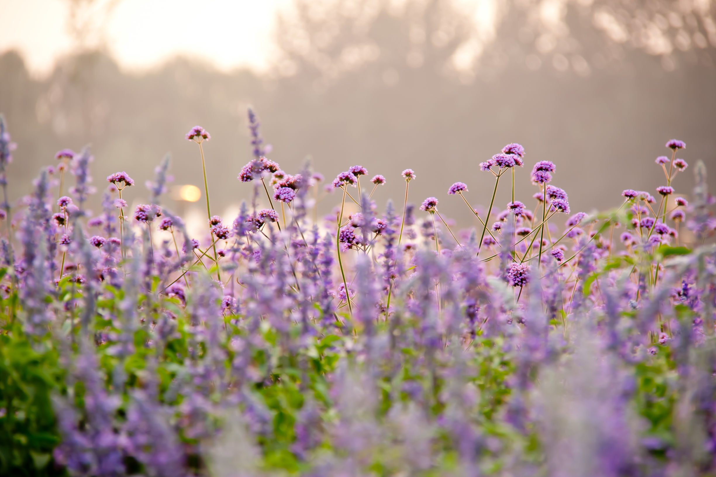 离这里最近的薰衣草庄园,中国最浪漫的地方薰衣草