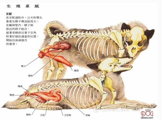 养狗之前请认真把这篇文章看完!