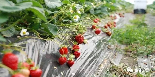 大棚草莓采摘园可以采摘的月份,大棚草莓图片真实采摘