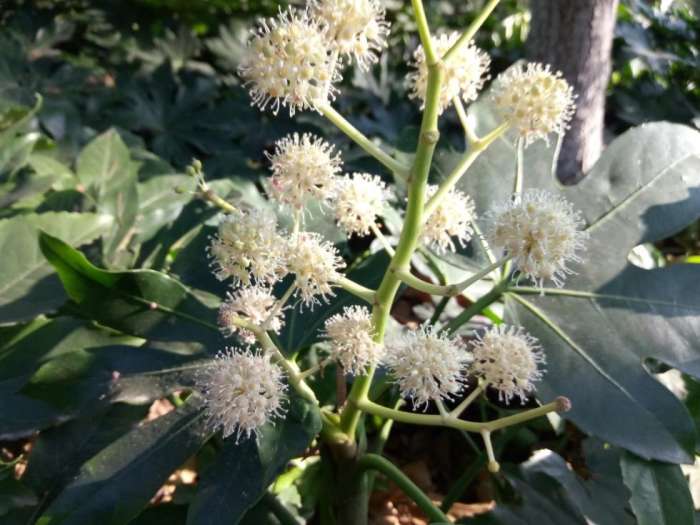 小辣椒新款旗舰机,小辣椒x7值得买吗