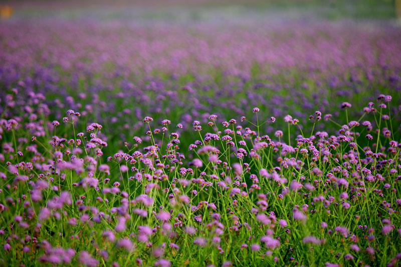 离这里最近的薰衣草庄园,中国最浪漫的地方薰衣草