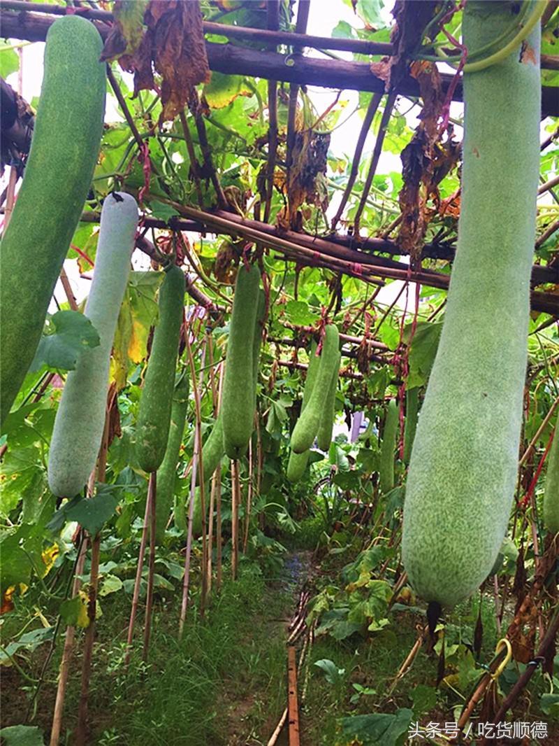 顺德有一家农庄,广东顺德生态农庄