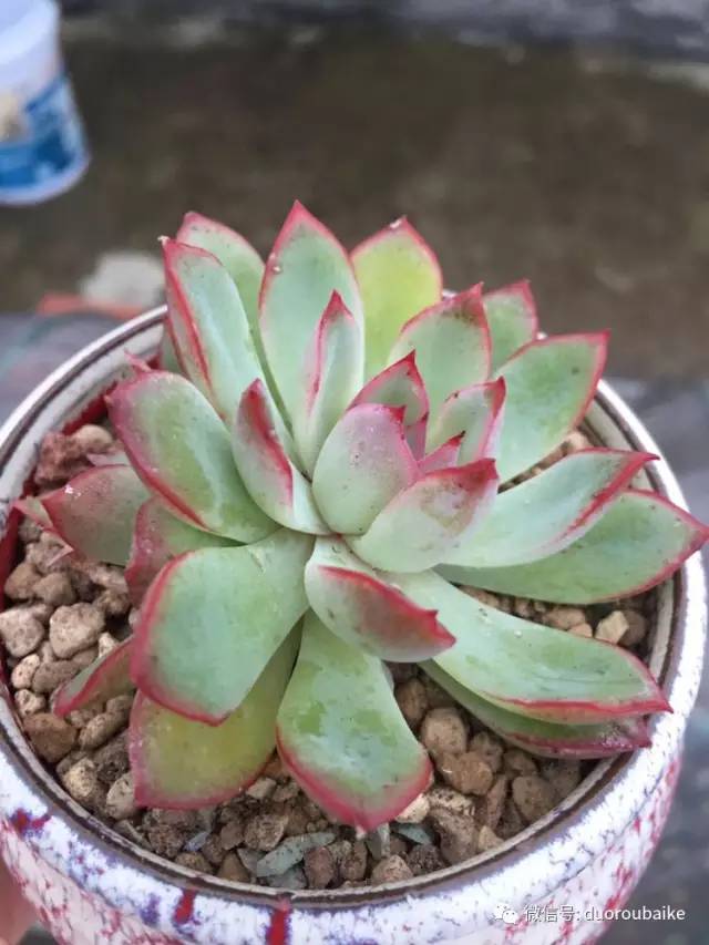 入肉坑,入坑一年半的新手养肉心得