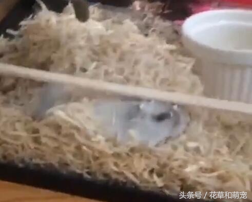 仓鼠知不知道自己的窝里脏,仓鼠发现存粮被清理