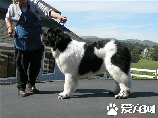 纽芬兰犬真厉害吗,纽芬兰犬性格怎样