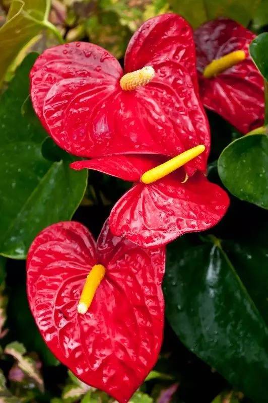 雾霾天气种植什么好养,雾霾天气养什么植物