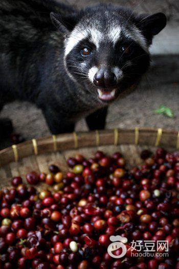 巴厘岛新婚礼物,巴厘岛婚礼甜点