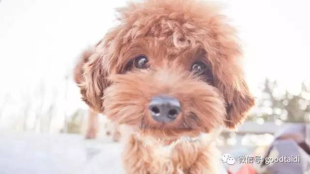 心疼小泰迪,小泰迪一定不能吃什么