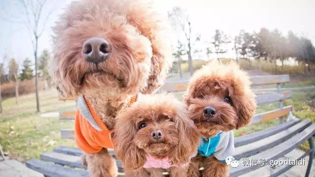 心疼小泰迪,小泰迪一定不能吃什么