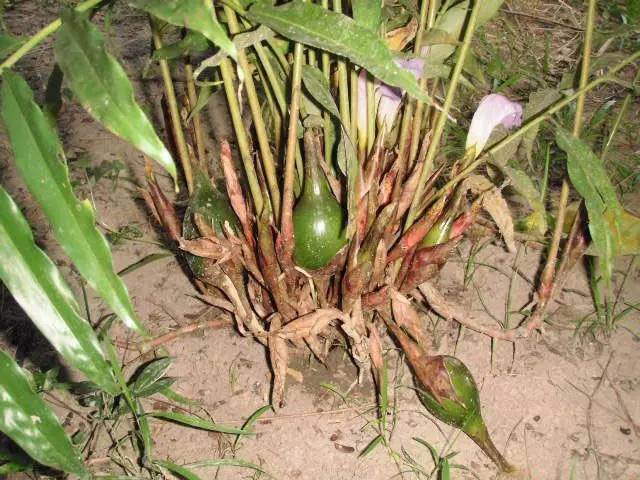 金酒就是松子酒吗,金酒是香槟吗