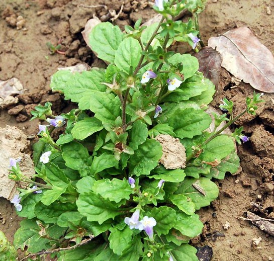 客家人常见的野果,环球客家
