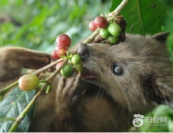 巴厘岛新婚礼物,巴厘岛婚礼甜点