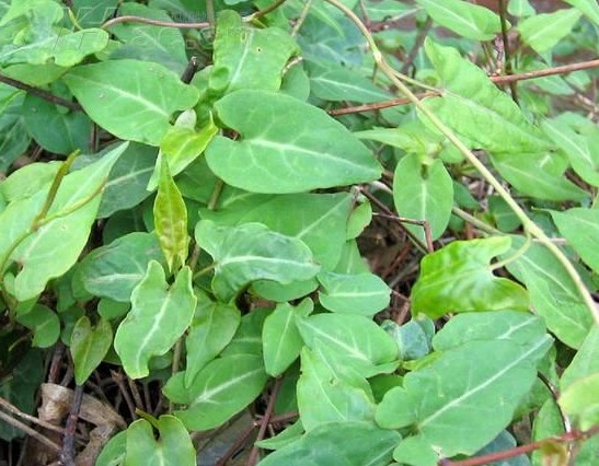 客家人常见的野果,环球客家