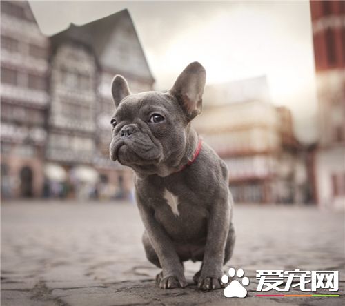 法国斗牛犬掉毛是什么原因,法国斗牛犬有尾巴好还是没尾巴好