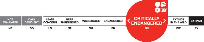 辐射陆龟名字由来,辐射陆龟是什么