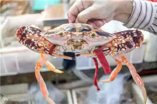 三亚樱花蟹,红花蟹和乐蟹