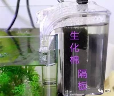 30cm海缸开缸教程新手入门,新手开缸养鱼入缸的正确方法