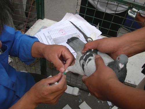 信鸽比赛全过程记录,信鸽比赛归巢全过程视频